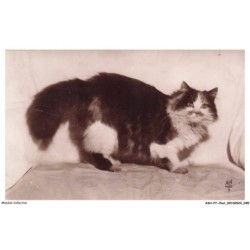ASHP7-0399-CHAT - CHAT PERSAN TRICOLORE