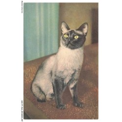 ASHP7-0400-CHAT - UN CHAT ASSIS
