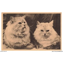 ASHP7-0410-CHAT - PORTRAIT DE DEUX CHATS BLANCS