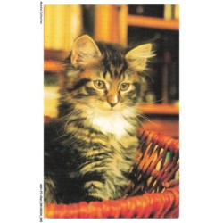 ASHP7-0409-CHAT - SKOGATT - CHATON DANS UN PANIER