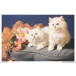 ASHP7-0434-CHAT - DEUX CHATS BLANCS SUR UN FAUTEUIL ET FLEURS
