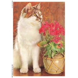 ASVP14-1067-CHAT - Turc de van