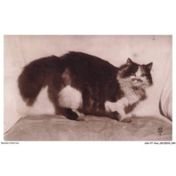 ASHP7-0401-CHAT - CHAT PERSAN TRICOLORE