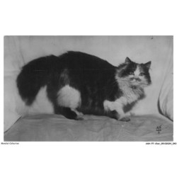 ASHP7-0398-CHAT - CHAT PERSAN TRICOLORE
