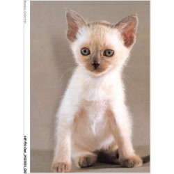 AKPP10-0781-CHAT - CHATON DOMESTIQUE