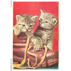 ASVP14-1053-CHAT - Chaussure et chatons