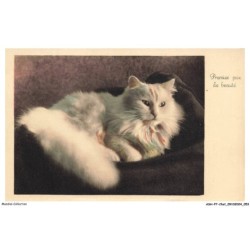 ASHP7-0403-CHAT - CHAT PERSAN DE COULEUR BLANC - PREMIER PRIX DE BEAUTE