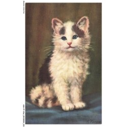 ASHP7-0428-CHAT - PORTRAIT D'UN CHAT - A-LAMPRE