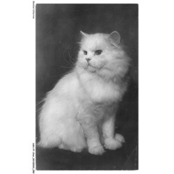 ASHP7-0406-CHAT - CHAT BLANC ASSIS