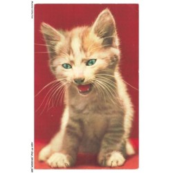 ASHP7-0411-CHAT - CHATON QUI MIAULE