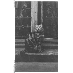 ASHP7-0390-CHAT - CHAT NOIR ASSIS PRES D'UN PORTAIL