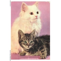 ASVP14-1061-CHAT - Persans
