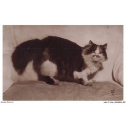 ASHP7-0405-CHAT - CHAT PERSAN TRICOLORE