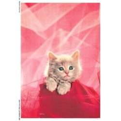 ASVP14-1064-CHAT - Angora turc