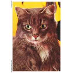 ASVP14-1066-CHAT - Maine coon