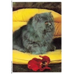 ASVP14-1074-CHAT - Bayorne rebel - Persan bleu