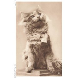 ASHP7-0422-CHAT - UN CHAT AVEC UN NOEUD AU COU