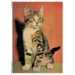 ASVP14-1056-CHAT - Chat de gouttiere