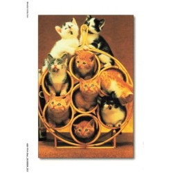 ASVP14-1055-CHAT - Differentes races de chat