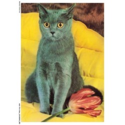 ASVP14-1075-CHAT - julia - Chatte chartreuse