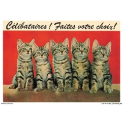 ASVP14-1072-CHAT - Bengal - Celibataires faites votre choix
