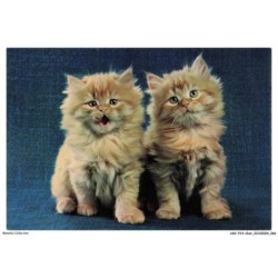 ASVP14-1082-CHAT - Persans