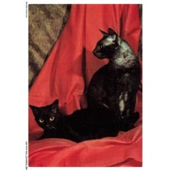 ASVP14-1076-CHAT - Nio d'alfort rex argenté - Ondine de my rex noir