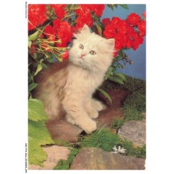 ASVP14-1086-CHAT - Persan