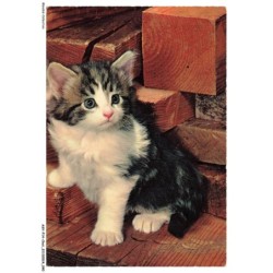 ASVP14-1069-CHAT - Norvegien