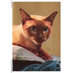ASVP14-1091-CHAT - Chat tonkinois