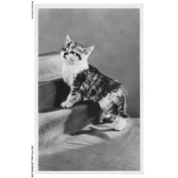 ASVP14-1058-CHAT - Le typhus