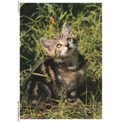ASHP1-0006-CHAT - UN CHAT NOIR-MARRON DANS L'HERBES