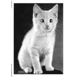 ASHP1-0003-CHAT - UN PETIT CHAT BLANC - CHAT C'EST LOUCHE