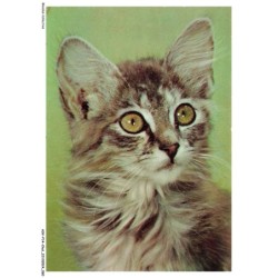 ASVP14-1079-CHAT - Maine coon
