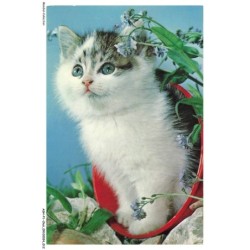 ASHP1-0007-CHAT - UN CHAT NOIR-BLANC DANS UN POT ET FLEURS
