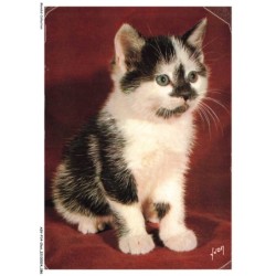ASVP14-1092-CHAT - Chat bicolore
