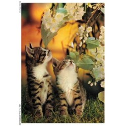 ASVP14-1065-CHAT - Fleurs et chats