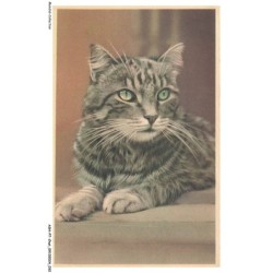 ASHP7-0392-CHAT - PORTRAIT D'UN CHAT
