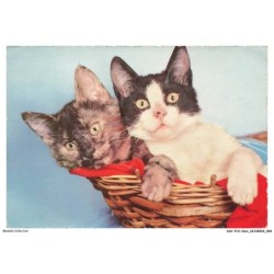 ASVP14-1096-CHAT - Chats dans un panier