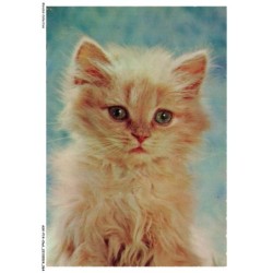 ASVP14-1081-CHAT - Persan