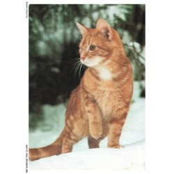 ASHP1-0005-CHAT - UN CHAT MARRON SUR LA NEIGE