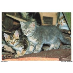 ASHP1-0042-CHAT - TROIS CHATONS AU MULTIPLE COULEURS