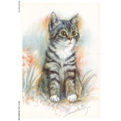 ASHP1-0015-CHAT - PORTRAIT D'UN CHAT BLANC-NOIR AU YEUX MARRON