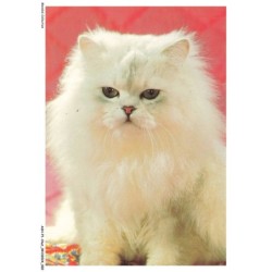 ASHP1-0002-CHAT - UN CHAT BLANC