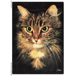 ASVP14-1083-CHAT - Maine coon
