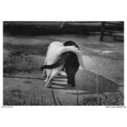 ASHP1-0008-CHAT - UN CHAT BLANC ET UN CHAT NOIR VU DE DOS