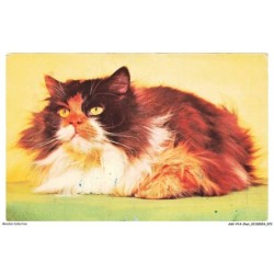 ASVP14-1085-CHAT - Persan tricolore