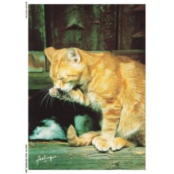 ASHP1-0035-CHAT - UN CHAT GRIS - ENTRE-CHATS