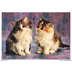 ASHP1-0018-CHAT - PORTRAIT DE DEUX CHATONS