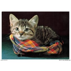 ASHP1-0048-CHAT - UN CHAT AVEC UNE COUVERTURE